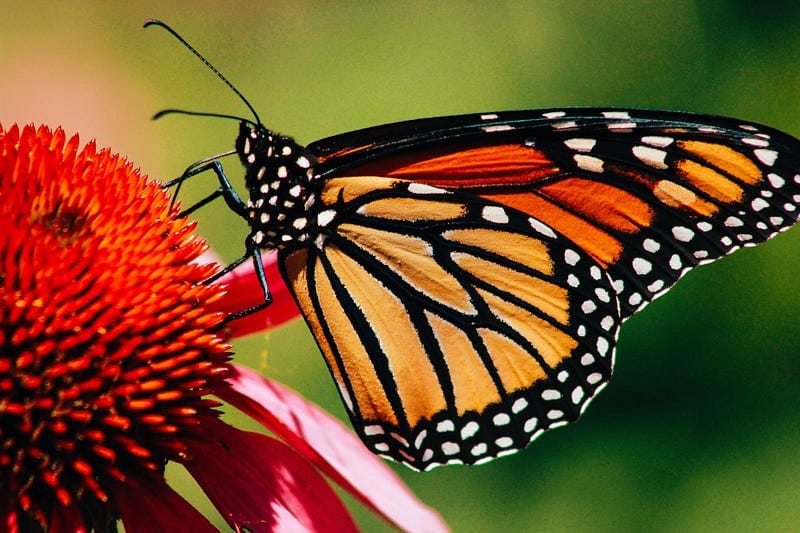 Following Butterflies